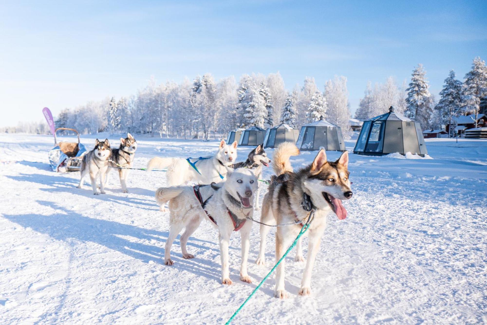 Arctic Guesthouse & Igloos Ranua Bagian luar foto